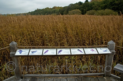 BB 05 0267 / Phragmites australis / Takrør